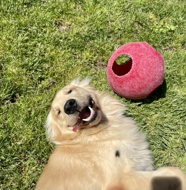 A headshot of male yellow long coated cross Henning relaxing on his side in the grass next to a red jolly ball. He is smiling up at the camera with squinty eyes and his tongue hangs out of the side of his mouth in a toothy grin.