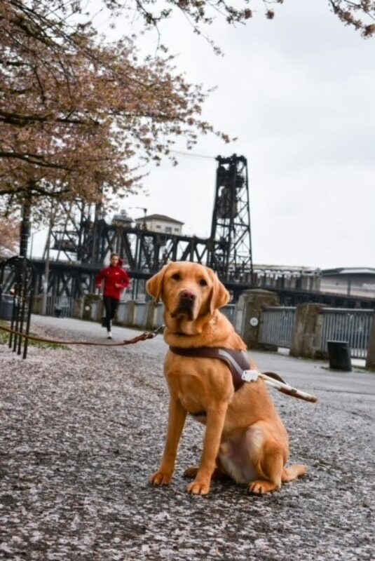 Yellow lab Nairobi, in a guide dog harness, sits on a sidewalk filled with pink cherry blossom petals. Behind him is a cherry tree in bloom, a bridge and city scape along with a jogger in a red jogging suit.