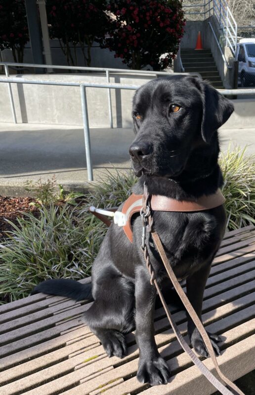 Nadal (a black Labrador retriever) sits on a bench on the Oregon Campus. He is wearing a guide dog harness and looking off to the left.