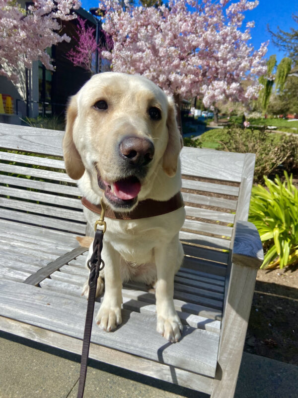 Eleanor sits on a bench in harness. She is looking at the camera with her mouth open. There are beautiful trees behind her with pink blossoms. Happy Spring!
