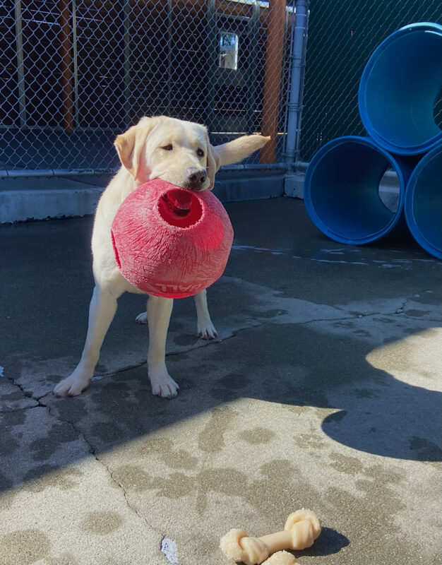 Eleanor holds a large red jolly ball in her mouth while playing in community run.