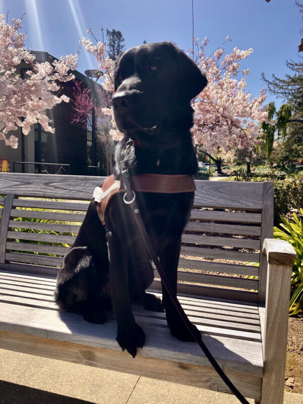 Fiddle sits on a bench in harness with a few trees with beautiful pink blossoms behind him. There is a ray of sunshine in the foreground of the photo. Welcome Spring!