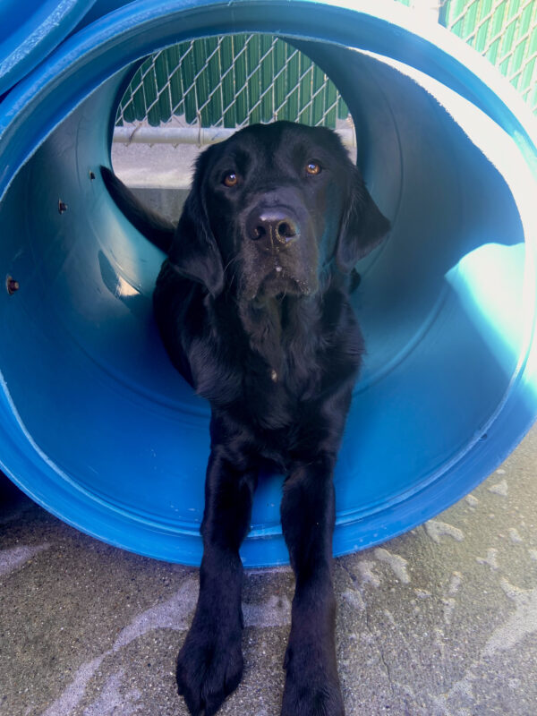 Fiddle lays down inside a large blue community run play structure looking at camera.