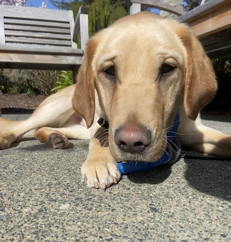 Forsythe is laying on the ground playing with a rubber 3-ring tug toy. He is very curious and looking right at the camera.