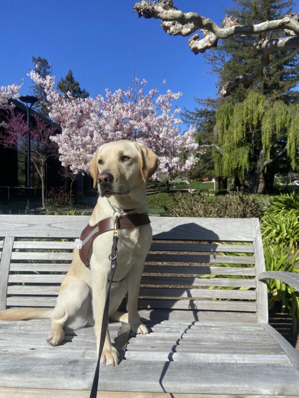 Horton sits on a bench with harness on, he is looking away from the camera. There are beautiful trees behind him with pink blossoms. Happy Spring!