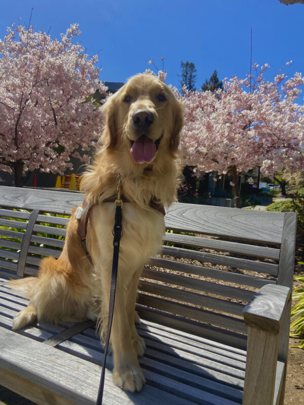 Jake is sitting on bench in harness, looking at the camera. There are a few trees behind him with beautiful, pink blossoms. Happy Spring!