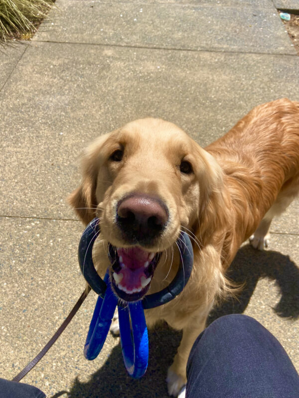 Jake is playing tug with a 3-ring rubber tug toy and holding the toy in his mouth while smiling at the camera.