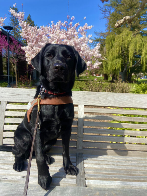 Peregrine sitting on a bench with a harness on. She is looking at the camera, there are a few beautiful trees behind her with pink blossoms. Happy Spring!