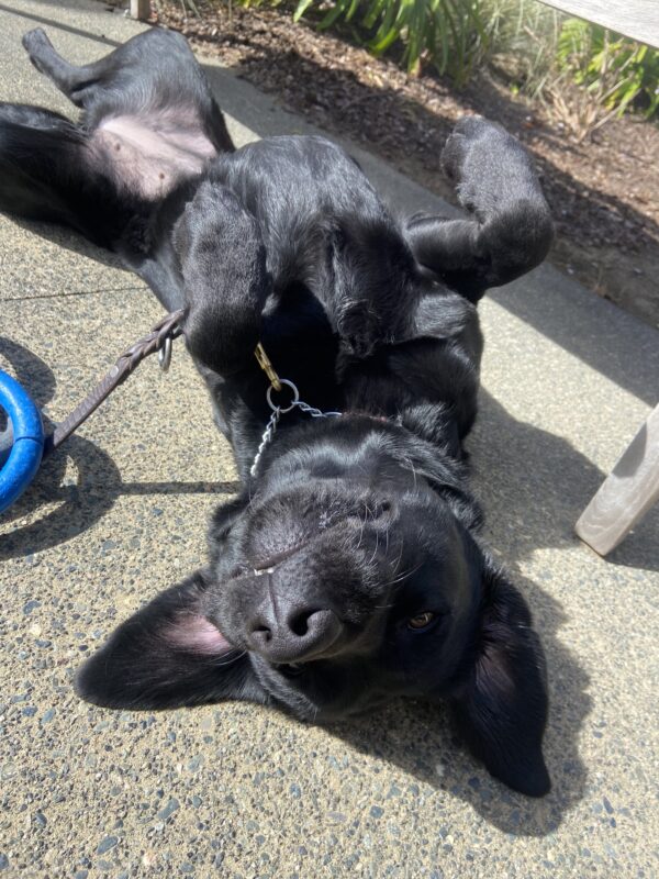 This is a photo of Peregrine playing post training session, she is on her back, belly up with a rubber 3-ring tug toy next to her.
