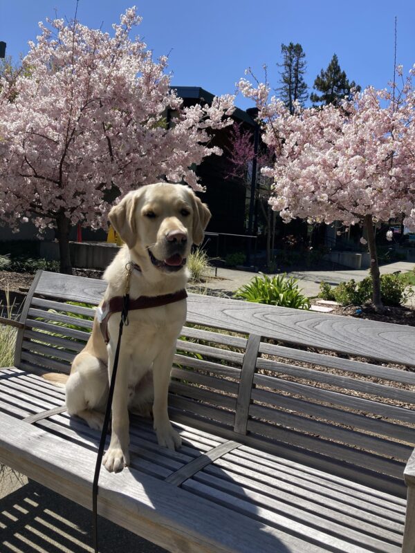 Shipley sitting on a bench with his harness on in front of a few trees with beautiful, pink blossoms.