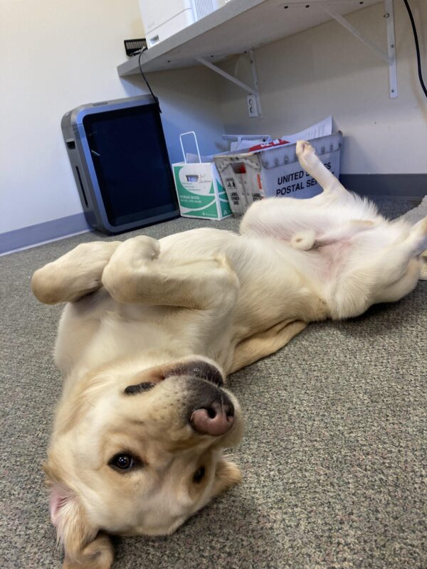 Shipley on tie down in the office, with his belly up asking for belly rubs.
