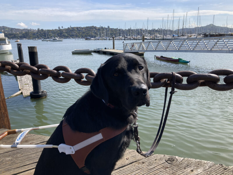 Amos is sitting on a boardwalk in Sausalito with the SF Bay and sailboats behind him. His leash is attached to a thick metal chain behind him.