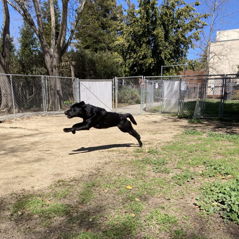 Rocky is in an enclosed play area and is pictured in full stride running toward a toy.