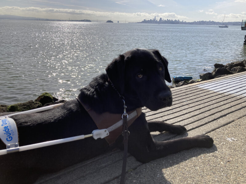 Rocky is in harness laying down and looking sideways at the camera. In the background is the SF Bay, the city skyline, and the Bay Bridge in the distance.