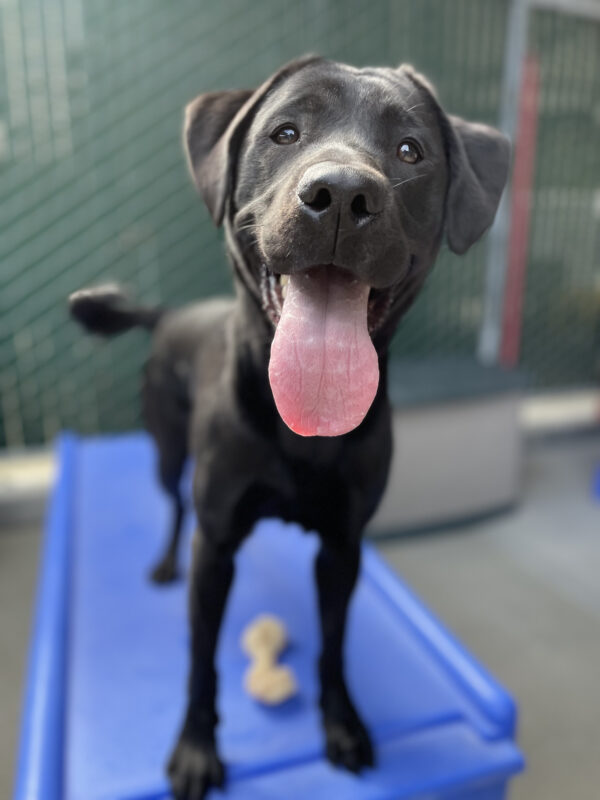 Photo of Noella standing on a blue play structure in community run. Her face is in focus and she has a big smile with her tongue sticking out.