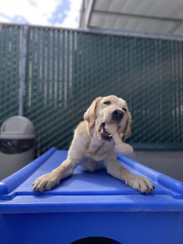 Photo is of Folklore lying on a blue play structure facing the camera. He is holding a bone in his mouth.