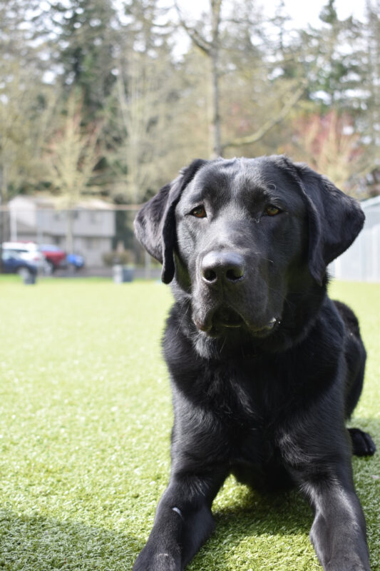 Black lab, Winner, laying on green turf while looking regal.