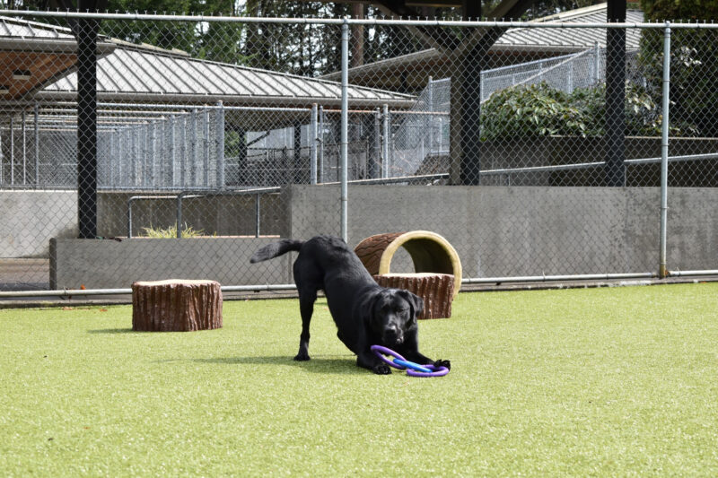 Winner, a black lab, play bowing in front of his blue and green tug toy.