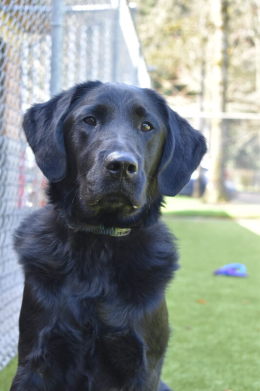 A headshot of black lab, Lennon, in a grassy play yard.