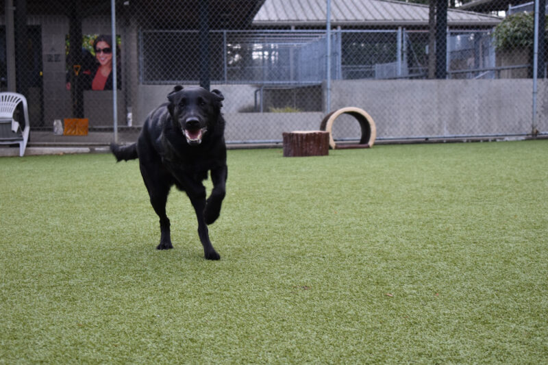 Lennon, a male black lab, is running forward with his ears flapping as he wears a look of pure joy on his face.