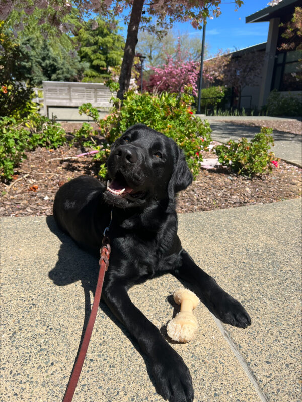 Taffy is laying on a sidewalk in front of a mulch bed. She has a nylabone in between her front paws and she is looking at the camera.