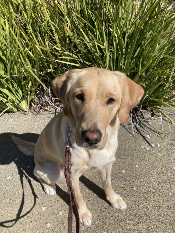 Lila is sitting and looking at the camera. Bushes are in the background.