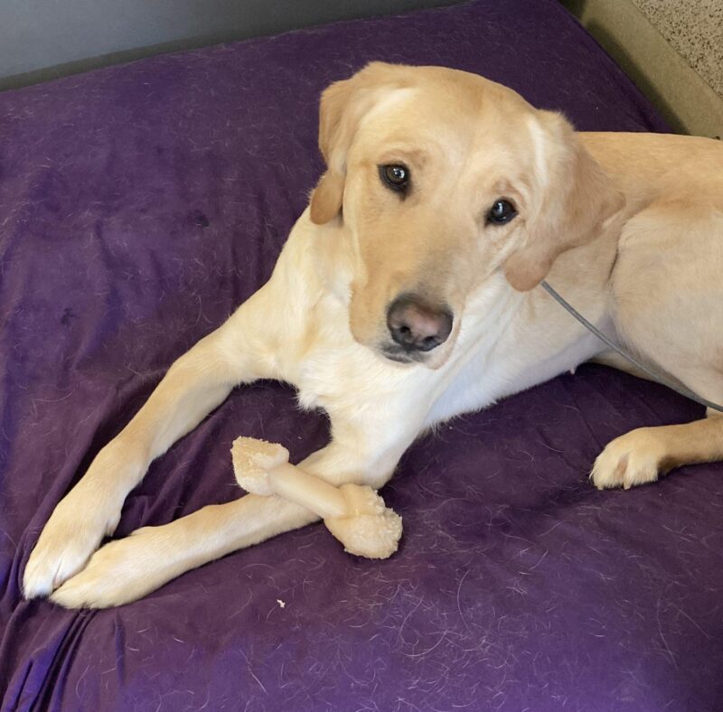 Lila rests on a dog bed. Her nylabone is nearby. She is looking at the camera.