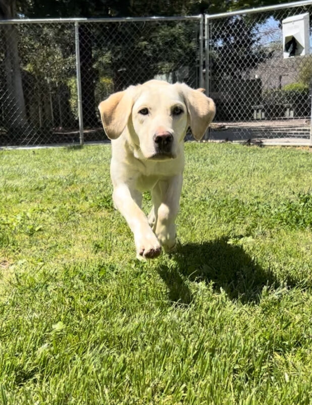 Yellow lab Kindness is running towards the camera in an enclosed grass yard. Her ears are perked up and her front paws are in the air as she runs forward.