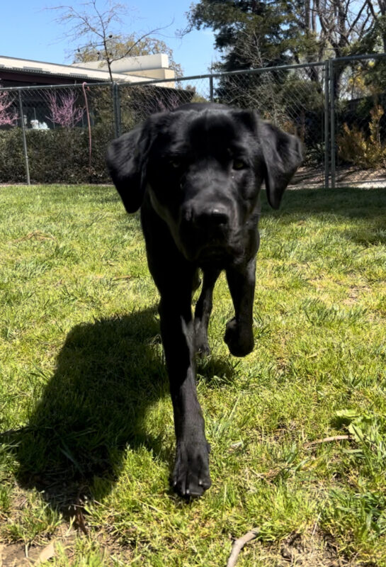 Black lab Monk is running towards the camera in an enclosed grass yard. His ears are perked up and his front paws are in the air as he runs forward.
