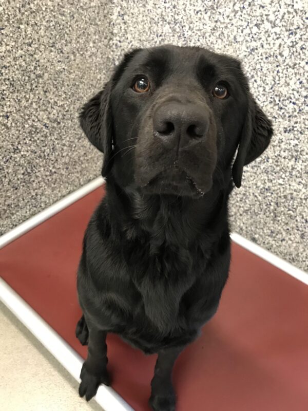 Black Labrador Retriever Trillium is looking at the camera while sitting on a red bed. The black-and-white speckled wall of the kennel is in the background.