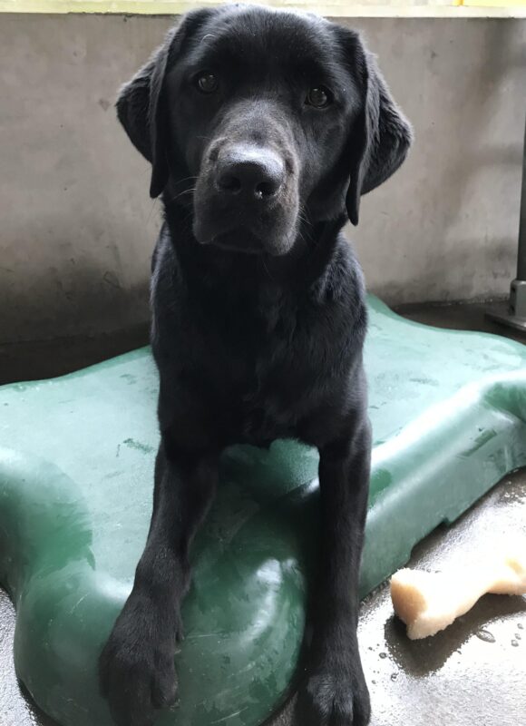 Black Labrador Retriever Trillium is looking directly at the camera while lying on a green bone-shaped bed in the community run area. A recently chewed nylabone is next to her.