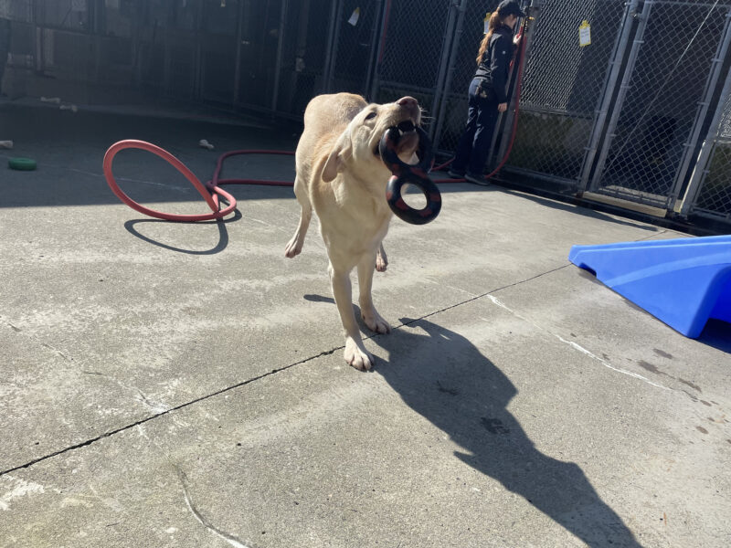 Bijou is mid-leap in the Community Run play area, running toward the camera with a figure-8 Goughnut in her mouth.