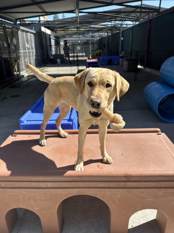 Tot on top of a brown play structure with a bone in her mouth.