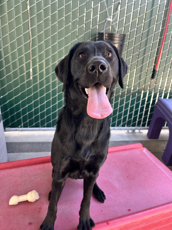 Cookie is sitting on top of a red play structure in community run. She is looking into the camera and her mouth is open with her tongue out.
