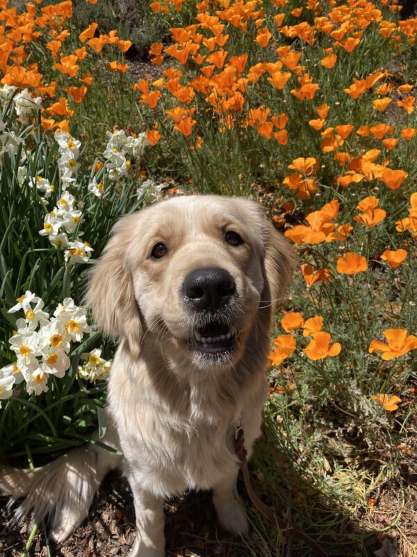 Diamond (LGX-F, coated) sitting among orange California poppies and white and yellow daffodils. She is looking up at the camera with her with her mouth slightly open.