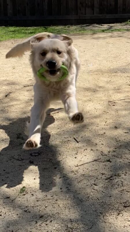 Diamond (LGX-F, coated) mid-stride in a fenced play yard running forward with a green tug ring in her mouth. Her ears and tail are captured flapping and her front feet are slightly off the ground.