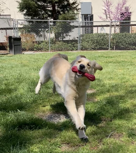 Sparkle (LGX-F, coated) mid-stride in a fenced play yard running forward with a red bone in her mouth.  Her ears and tail are captured flapping and her back legs are off the ground.