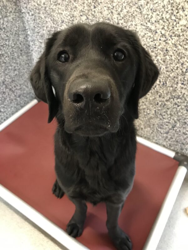 Black Labrador Retriever Rafa is sitting on a red bed in his kennel. He is looking at the camera with his large, round eyes.