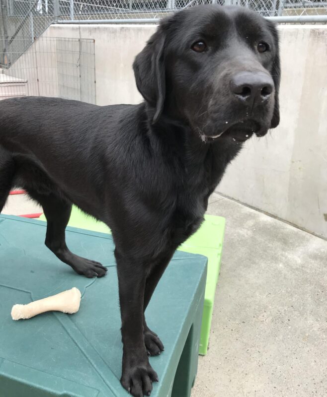 Black Labrador Retriever Rafa is standing on a green play structure in the community run area. He is looking off to the side of the camera.