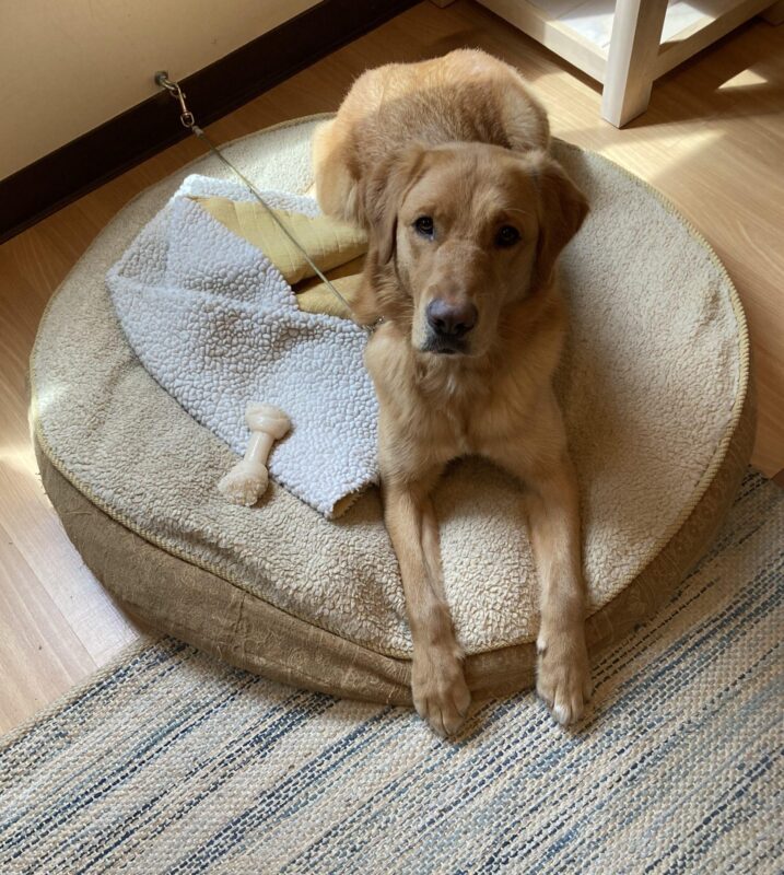 Torta rests on a dog bed with her nylabone nearby. She is looking at the camera.