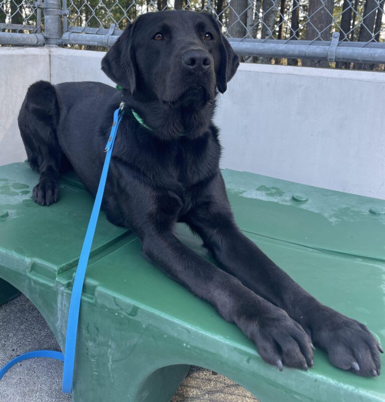 Black lab female Talia laying on a green play structure looking up at the camera