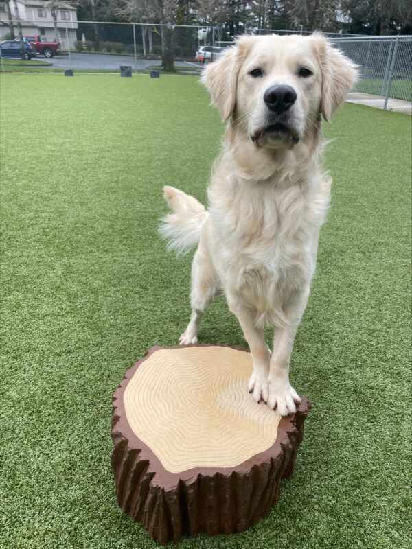 Kudo pictured standing regally with his front paws up on a faux stump in an enclosed turf free run area