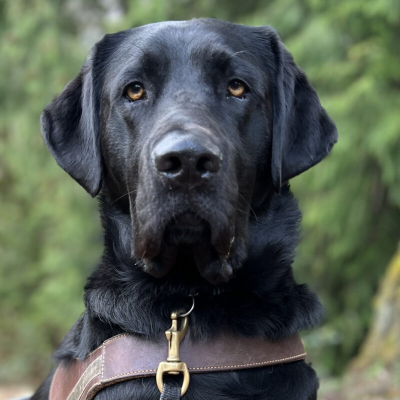 A close up photo of male black Labrador Versace staring intently with golden eyes. There is a blurred background of green trees behind him.