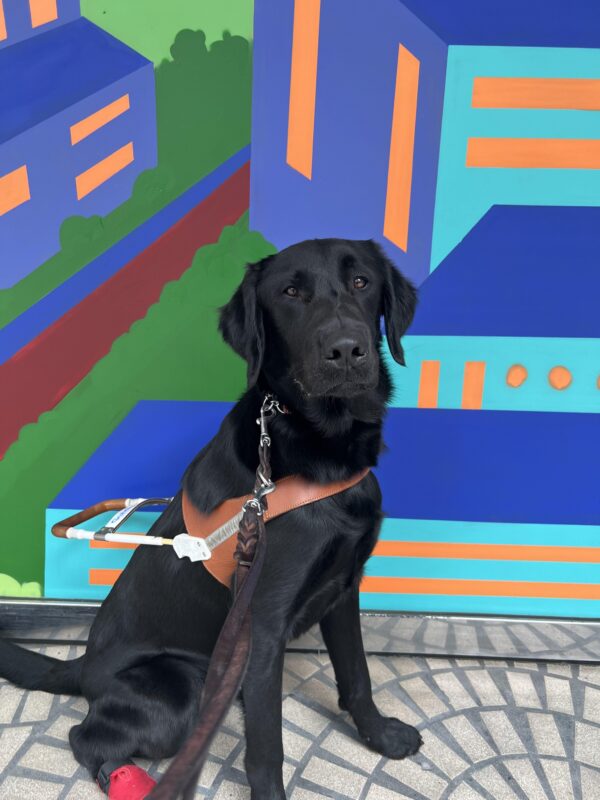 Wallaby sits while wearing his harness. He is posing in front of a colorful geometric mural. This photo was taken in San Francisco after completing a nice long route!