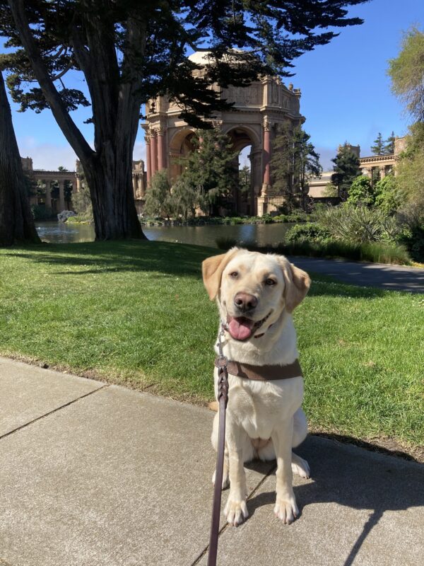 Plume is sitting and looking at the camera with a big smile on her face looking at the camera. She is wearing a GDB harness. Behind her is a bright green lawn and beyond that is the dome of the Palace of Fine Arts with a pond and trees.