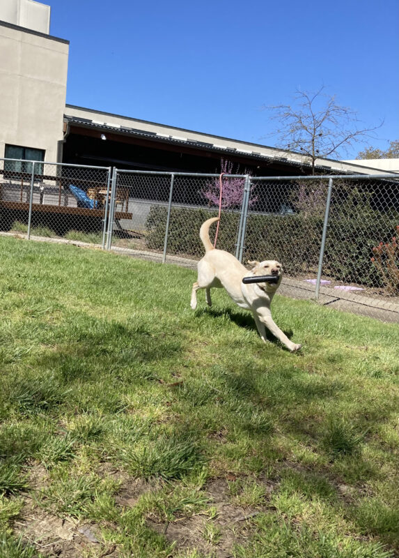Plume is in mid-stride, bounding across the grass paddock with a black goughnut stick in her mouth. In the background is the Puppy Center and some green bushes outside the paddock fence.