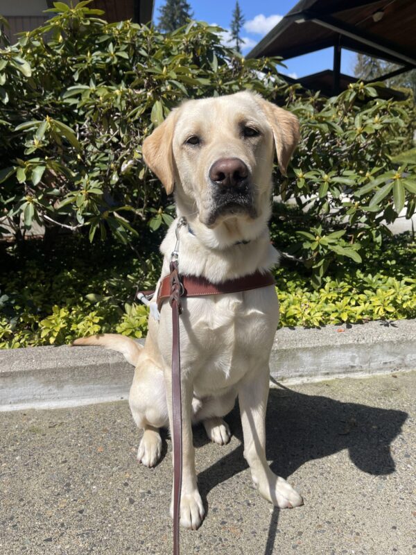 Yellow Labrador (Nash) sits in harness looking straight at the camera. He is sitting on a sidewalk with green bushes behind him on a sunny day.