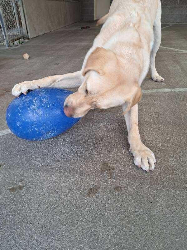 Action shot of yellow Labrador (Nash) playing with a blue jolly egg. He is crouched in a playful stance attempting to grab the egg with his mouth.