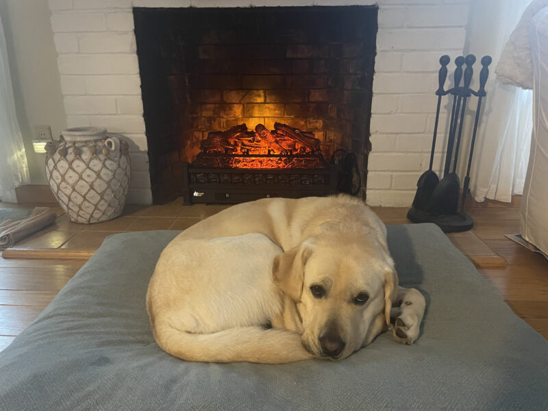 Ambler is laying on a grey dog bed in front of a fake fireplace. He is curled up in a ball with a sleepy expression on his face.