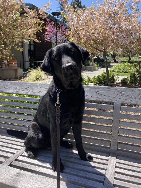 Kazoo sits on a bench, looking intently at the camera. In the background are blooming trees with pink blossoms.